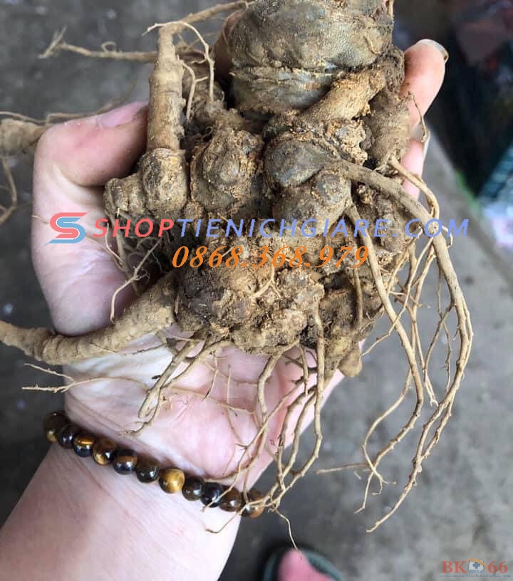 củ tam thất tươi 5 - 7 năm